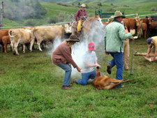 Canada-Alberta-Porcupine Hills Cow Camp